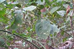 Uncaria sessilifructus